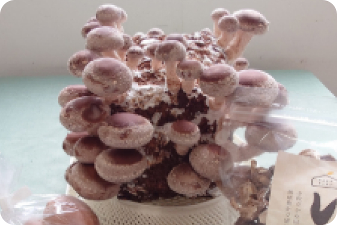 しいたけ栽培セット